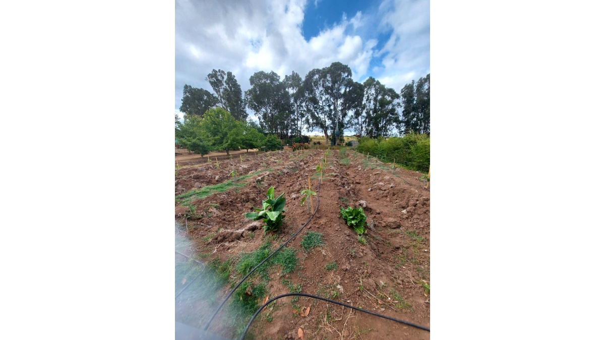 PLANTACIÓN DE PALTAS